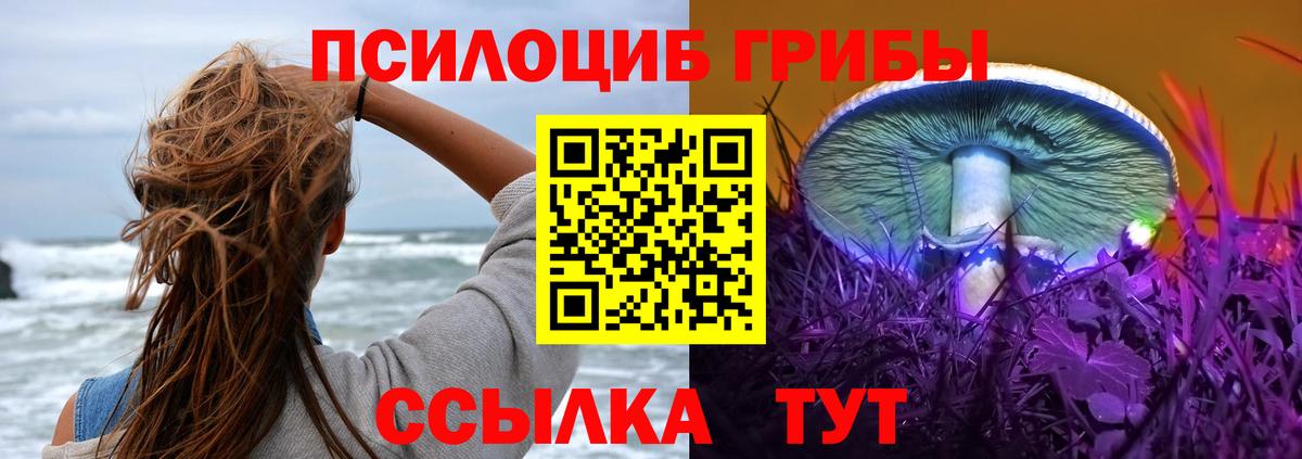 Галлюциногенные грибы Psilocybe Черногорск